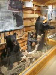 Img 7653 copie 768x1024